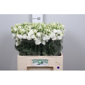 Eus G Rosi White 60cm