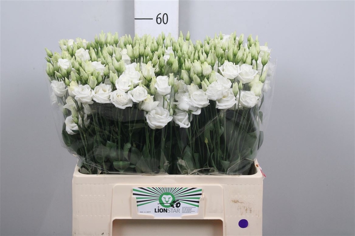 <h4>Eus G Rosi White 60cm</h4>