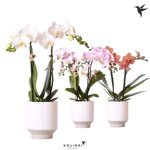 Kolibri Orchids Phalaenopsis mix 2 spike in Harmony pot white