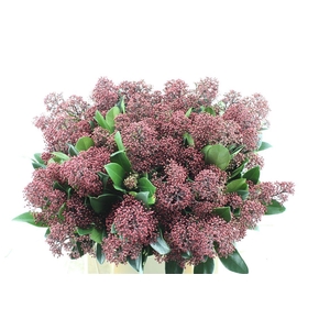 Skimmia Rubella Red ( Rainbow )
