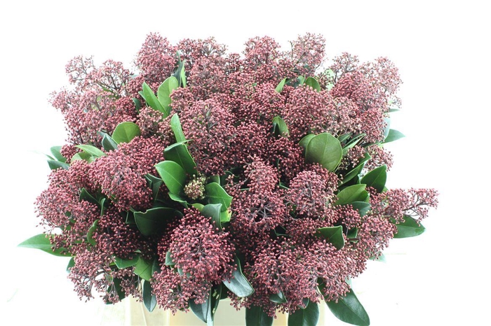 <h4>Skimmia Rubella Red ( Rainbow )</h4>