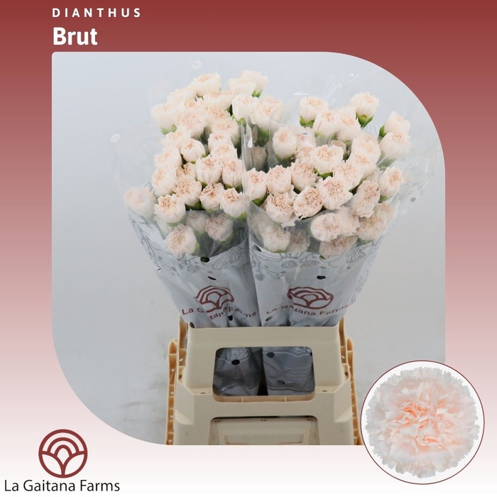 <h4>Dianthus St Brut</h4>