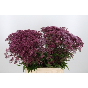Eupatorium Purpureum