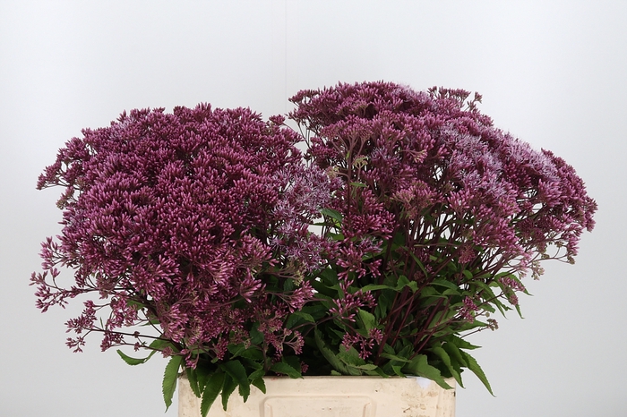 <h4>Eupatorium Purpureum</h4>