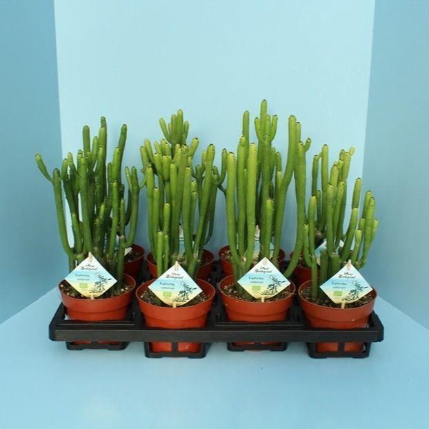 <h4>Bio Euphorbia Cedorum 390-Ced13</h4>