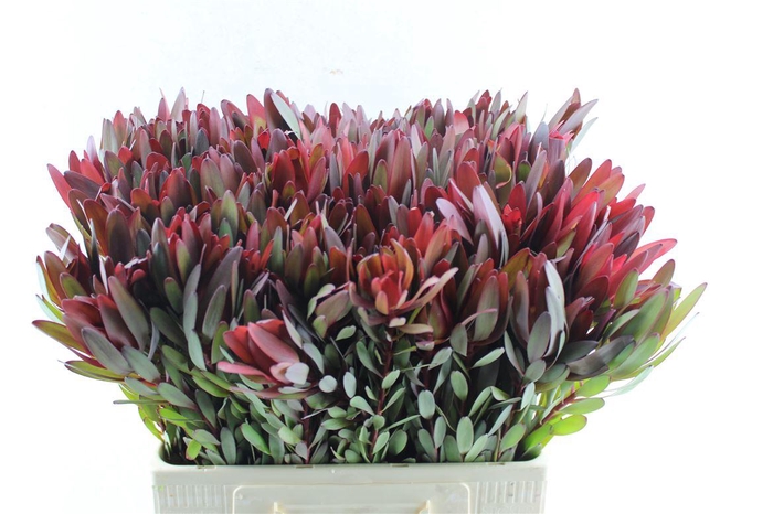 <h4>Leucad Saf Sunset M</h4>