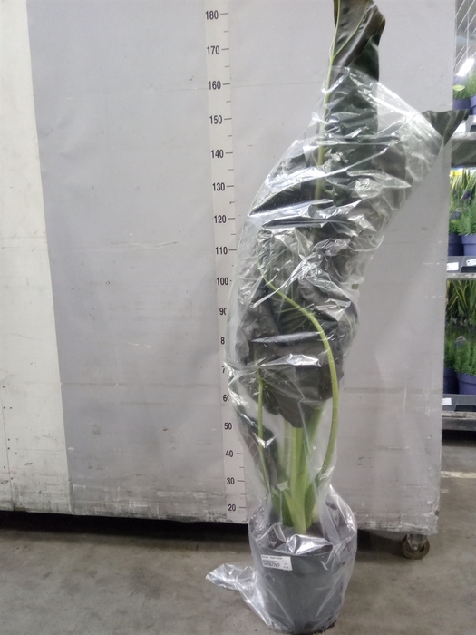 <h4>Alocasia  'Regal Shields'</h4>