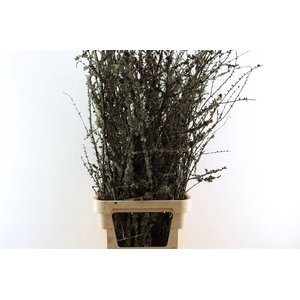 Larix Takken Fresh 130cm P Bunch