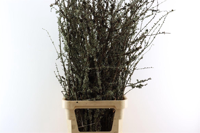 <h4>Larix Takken Fresh 130cm P Bunch</h4>