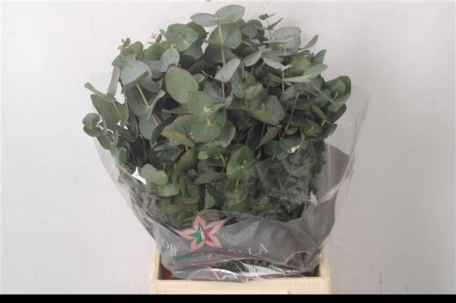 <h4>EUC CINEREA PER BOS</h4>