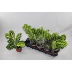 Marantha leuconeura Lemon 12Ø 30cm