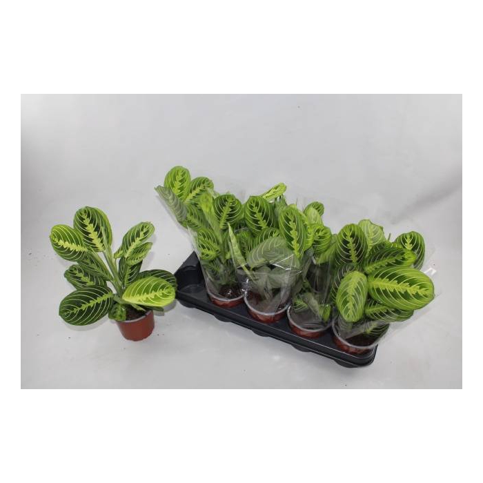 <h4>Marantha leuconeura Lemon 12Ø 30cm</h4>
