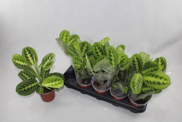 Marantha leuconeura Lemon 12Ø 30cm