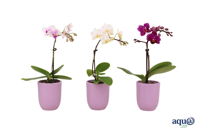 <h4>Hugo Lavender Tiny Dolls Mix 1T7+ Aqu@</h4>