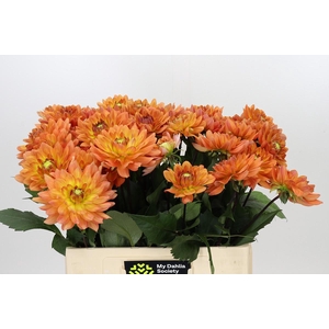 Dahlia Dr Phil