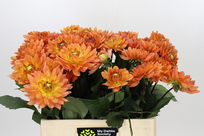 <h4>Dahlia Dr Phil</h4>