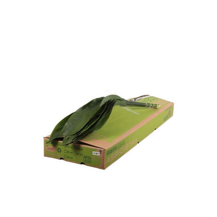 <h4>ASPIDISTRA 80 CM GT</h4>