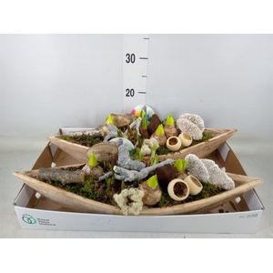 Arr.   Bol/Knolgewas L%