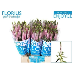 Veronica Smart Enjoyce Florius