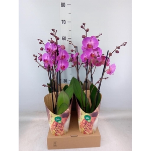 Phalaenopsis  'Adoration'