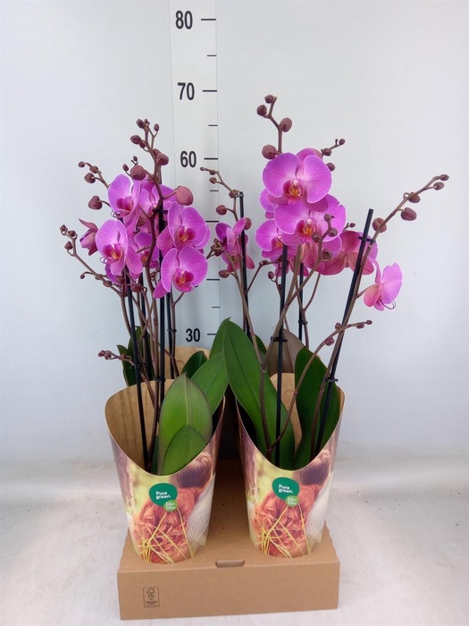 <h4>Phalaenopsis 'Adoration'</h4>