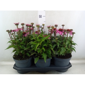 Echinacea  'SunSeekers Pink'