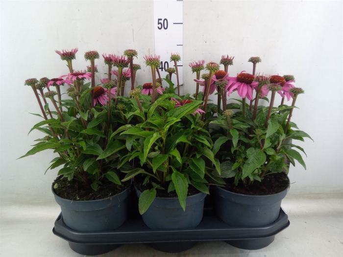 <h4>Echinacea  'SunSeekers Pink'</h4>