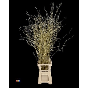 Salix 130cm Gold