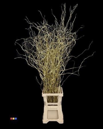 Salix 130cm Gold