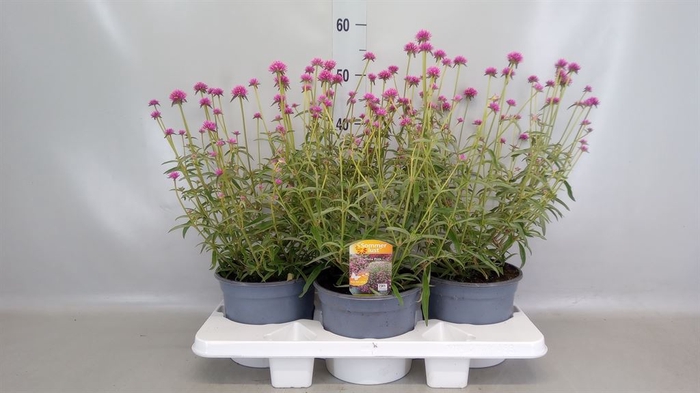 <h4>Vaste pltn   ...       [Perennials]</h4>