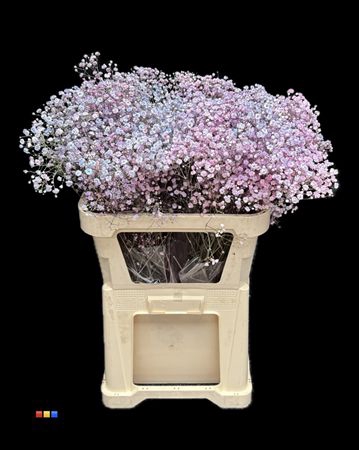 <h4>Gyps Xlence Dusty Bubblegum</h4>