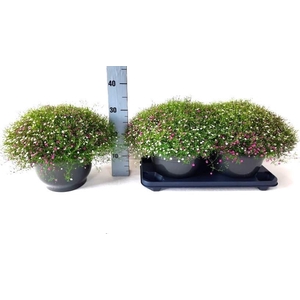 GYPS MURALIS GEM POT