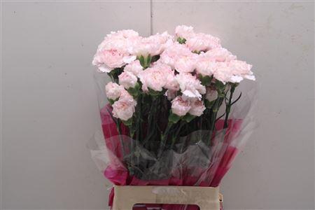 <h4>Di St Mudah Rosa</h4>