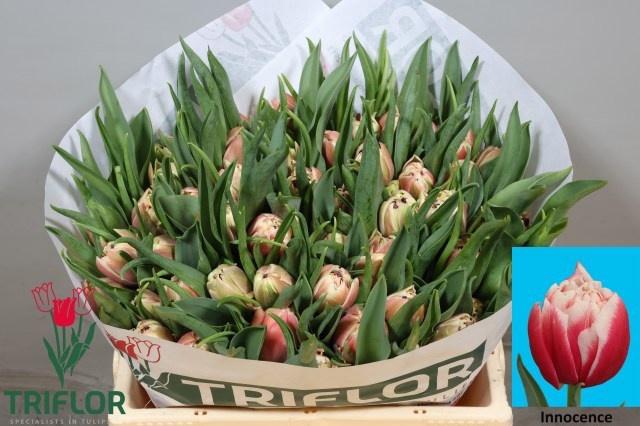 <h4>TU DU INNOCENCE</h4>