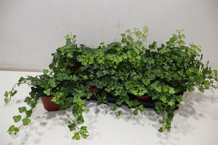 <h4>Hed He Wonder</h4>