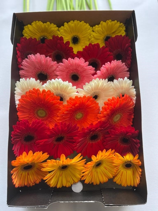 <h4>Gerbera Mix Doos</h4>