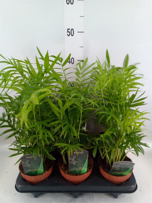 <h4>Chamaedorea elegans</h4>