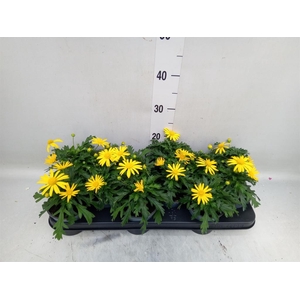 Euryops  'Sonnenschein'