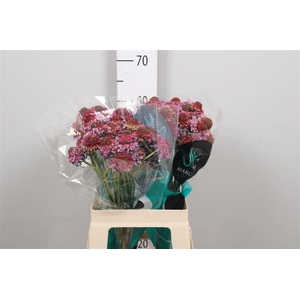 Scab At F Bicolor Pink Scoop