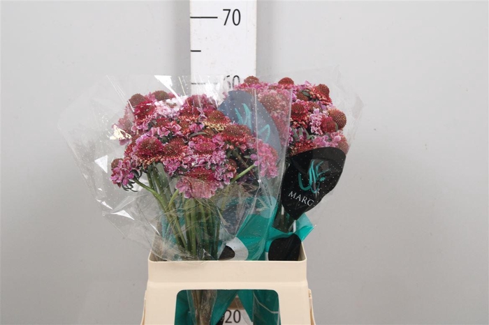 <h4>Scab At F Bicolor Pink Scoop</h4>