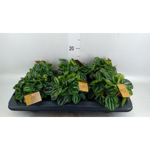 Peperomia