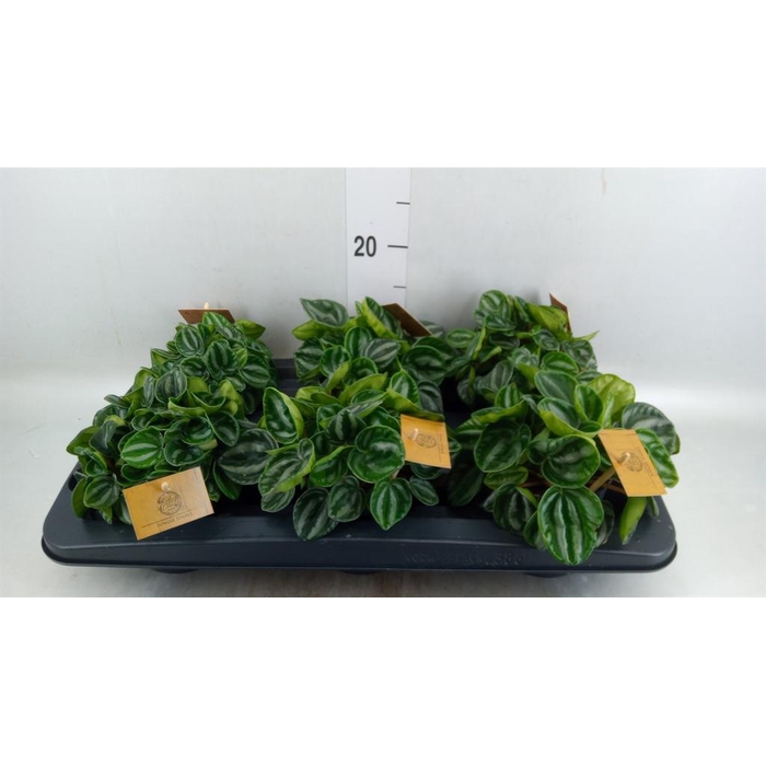 <h4>Peperomia</h4>