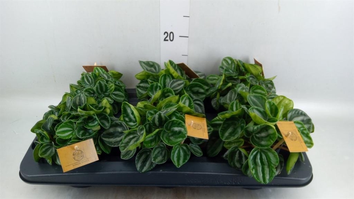 Peperomia