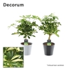 Schefflera Gold Capella op stam in Coco Black & Gray (Decorum)