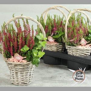 ARR TUINPLANTEN