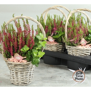 ARR TUINPLANTEN