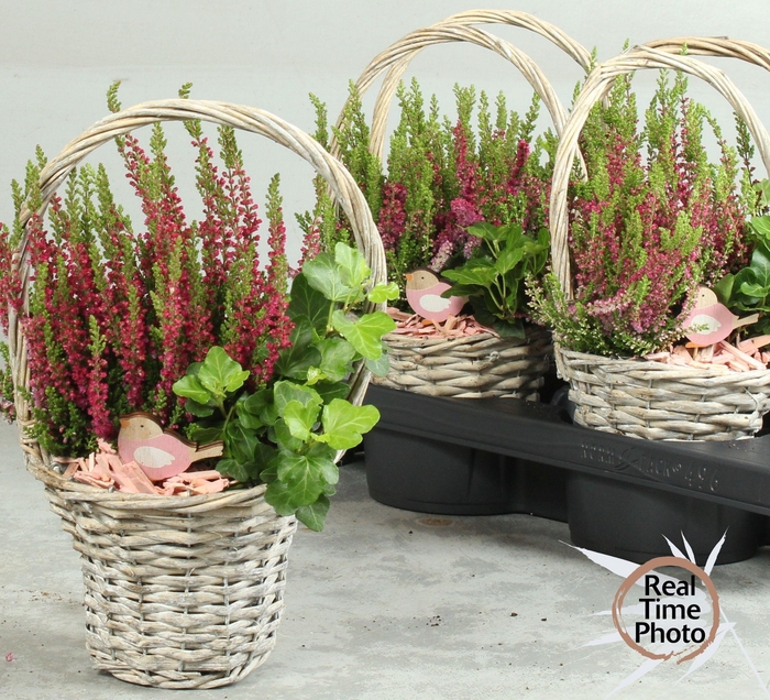 <h4>ARR TUINPLANTEN</h4>