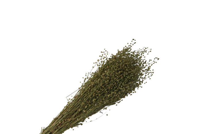 <h4>Lepidium Green Natural</h4>