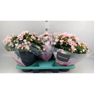 Begonia elat. EN 'Betulia Light'