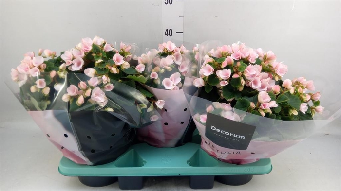 <h4>Begonia elat. EN 'Betulia Light'</h4>